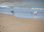 Seagulls in the surf